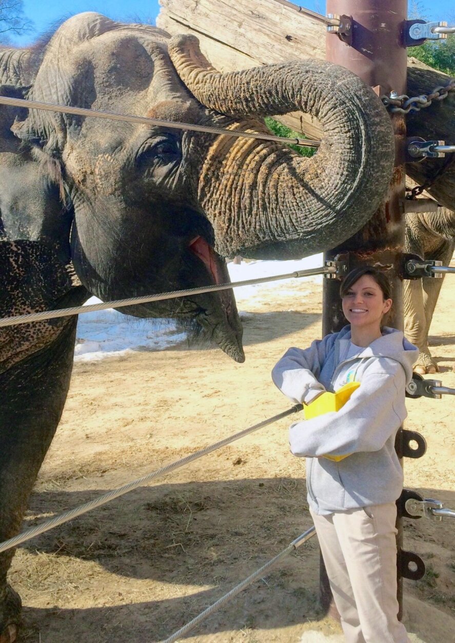 Asian elephant Kamala with trainer