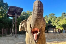 Asian elephant Kamala raising her trunk