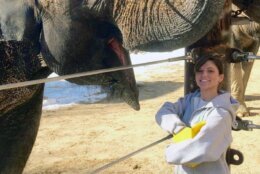 Asian elephant Kamala with trainer