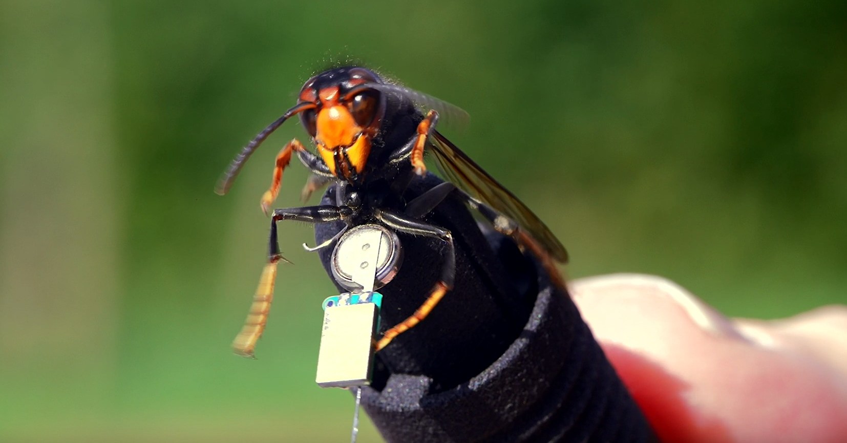 An Asian hornet with a small, white transmitter attached to its back.