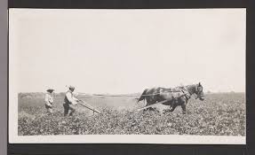 Two men with a horse drawn plow in a field.