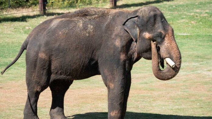 OKC Zoo euthanizes Asian elephant due to declining health