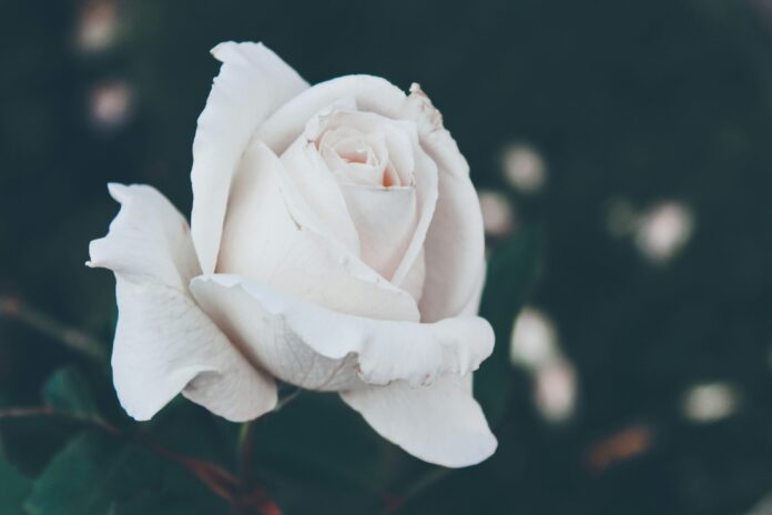 I Still Need Mom on Mother's Day – AsAmNews