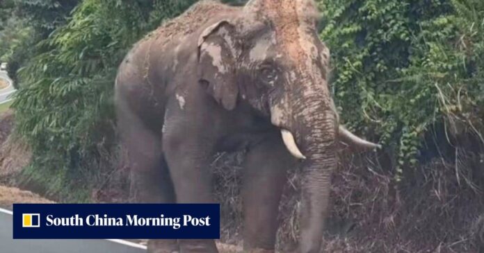 In Malaysia, injured elephant Sulong’s 100km trek home drives logging debate
