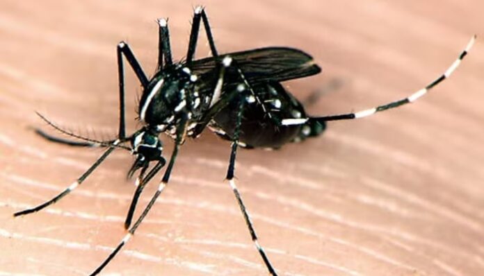 Niagara Region Public Health confirms Asian tiger mosquito
